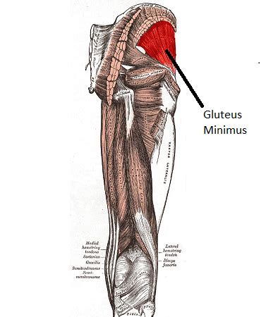 Gluteus Minimus Muscle | Location, Action & Function | Study.com