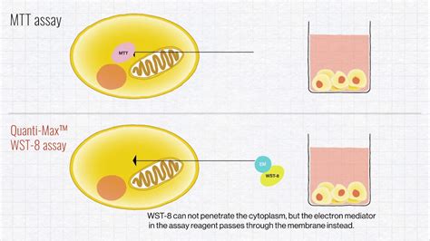 [BIOMAX] Quanti-MAX™ WST-8 Cell Viability Assay Kit - YouTube