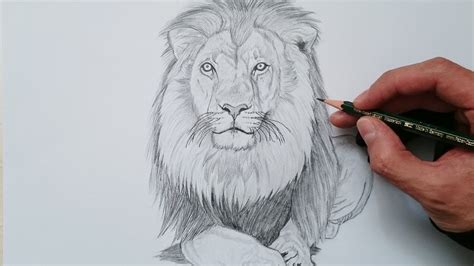 APRENDE cómo DIBUJAR un LEÓN realista PASO a PASO - YouTube