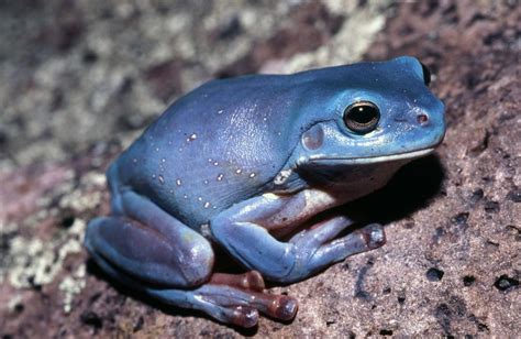 "I’ve seen only one in my life": the blue tree frog mystery - Australian Geographic