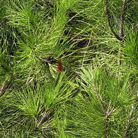 Long Needle Pine Tree Free Stock Photo - Public Domain Pictures