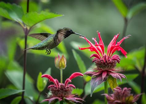 Hummingbird Habitat Archives - Flamingo Gardens