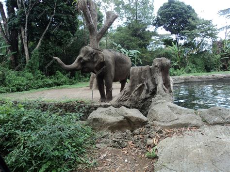 Premium Photo | Elephant in safari park