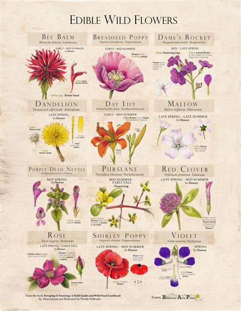 Edible Wild Flowers Print — Foraging and Feasting