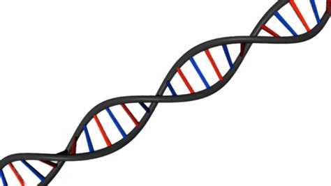 DNA String Diagonal transparent PNG - StickPNG