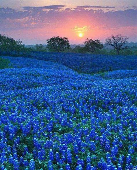 🔥 Bluebonnet Fields in Texas : r/NatureIsFuckingLit