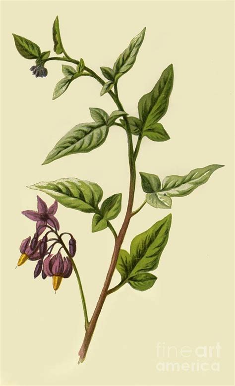 Woody - Nightshade Drawing by Print Collector - Fine Art America