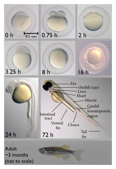 (a) An adult zebrafish. (b) Embryonic development of zebrafish is ...