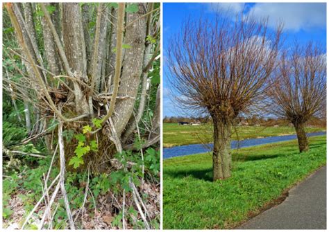 What is Coppicing? (And Why It’s Amazing for Homesteaders)