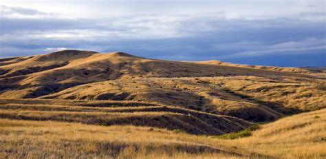 Northern Great Plains Program Awards $4.1 Million to Conserve Grassland Habitat | NFWF