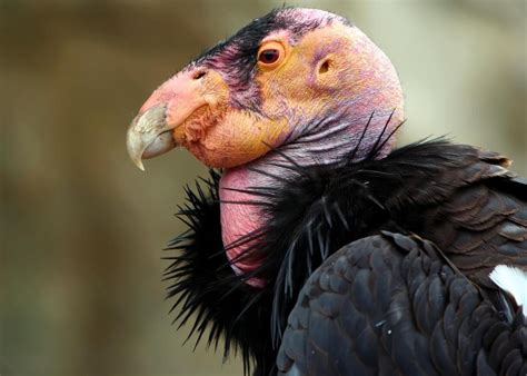 Saving the California Condor – California Curious