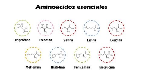 Funciones de los aminoácidos