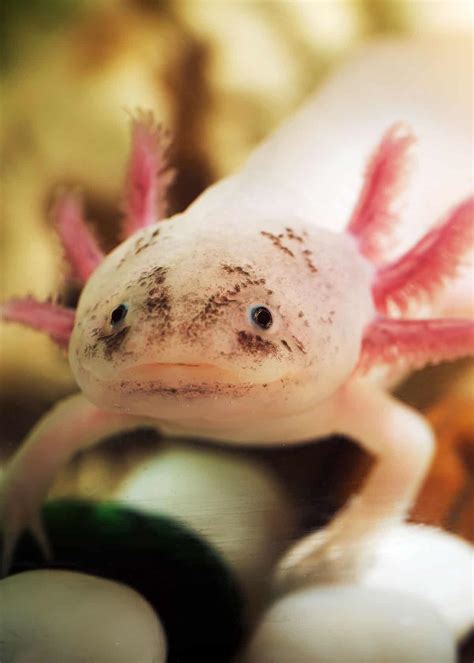 68 Axolotl Facts: Ultimate Guide to the Adorable Mexican Walking Fish | Everywhere Wild