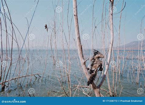 Aquatic plants with lake stock photo. Image of blue - 171338772