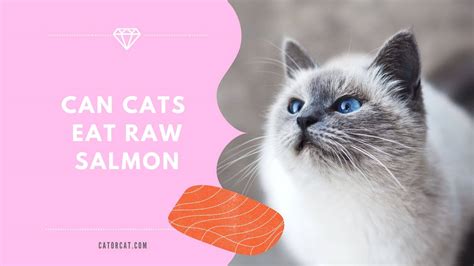 Can Cats Eat Raw Salmon | Sushi, Cooked, or Canned | How To Prep It...