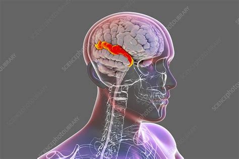 Brain with highlighted superior temporal gyrus, illustration - Stock ...