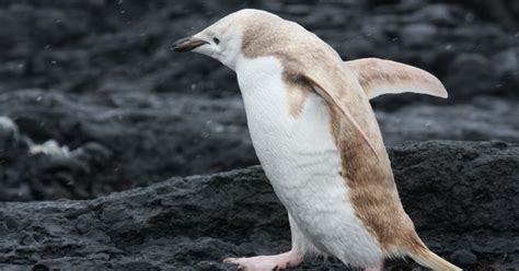 Rare white penguin spotted in Antarctica