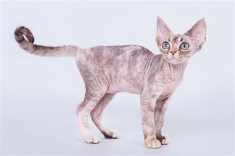 Devon Rex Cat (Characteristics, Temperament, Basic Care) | More