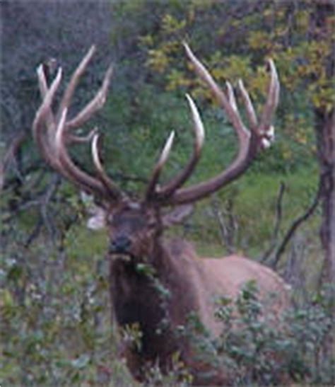 Colorado Elk Hunting on Archery-Hunting-Fishing.com