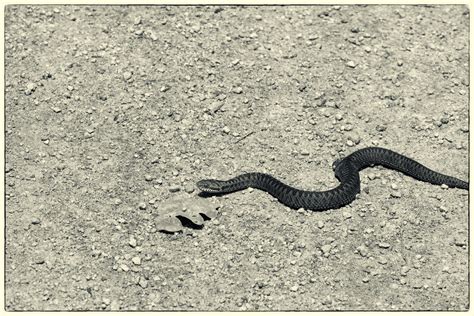 Viper On The Ground Free Stock Photo - Public Domain Pictures