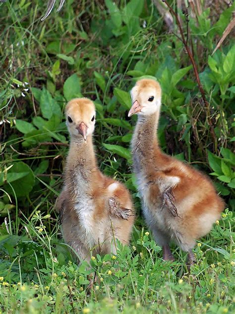 Sandhill Crane Chicks Photograph by Christopher Mercer - Pixels