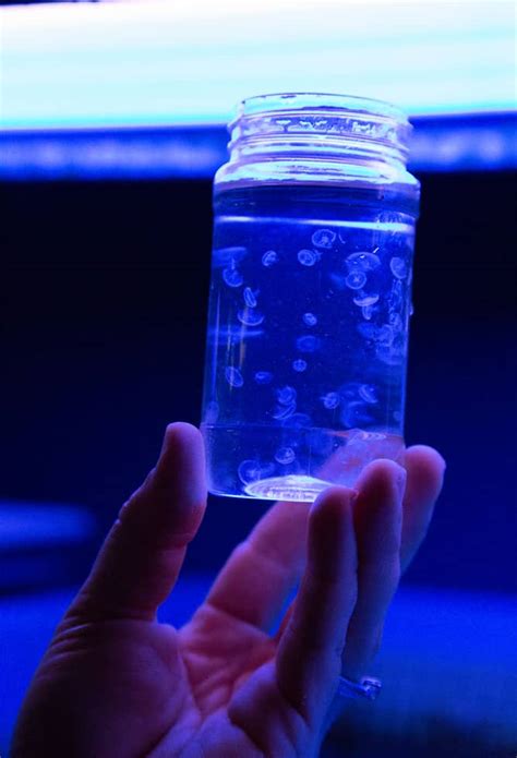 Are Sea Jellies as Simple as They Seem? - Maui Ocean Center