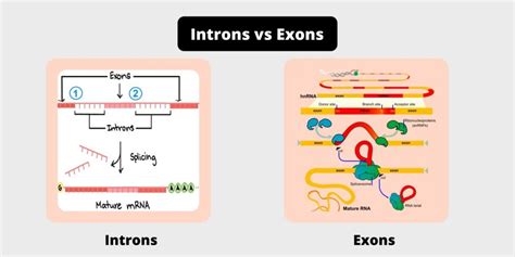 Introns vs Exons - Difference, Definition, Functions, Structure ...