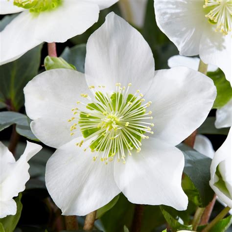 Helleborus Niger for Sale | Christmas Rose | Free UK Delivery