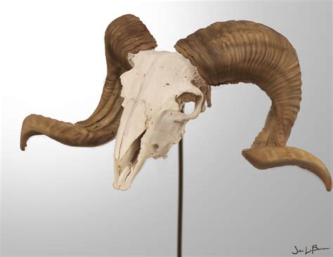 Free photo: Ram Skull - Anatomy, Research, Horns - Free Download - Jooinn