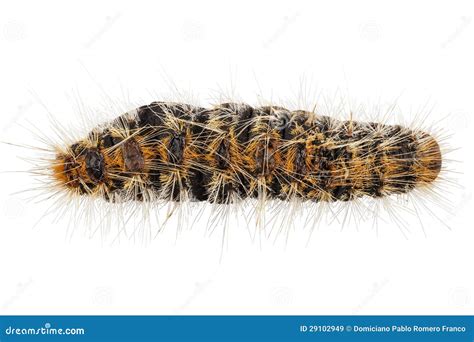 Caterpillar Pine Processionary Species Thaumetopoea Pityocampa Stock Image - Image of stripes ...