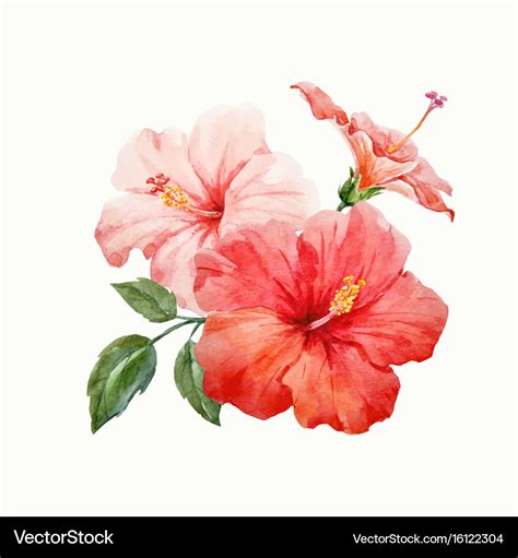 Watercolor tropical hibiscus flower Royalty Free Vector