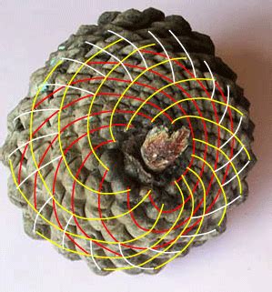 Susan Goldstine's Numbered Pinecones | Pine cones, Fibonacci, Patterns ...