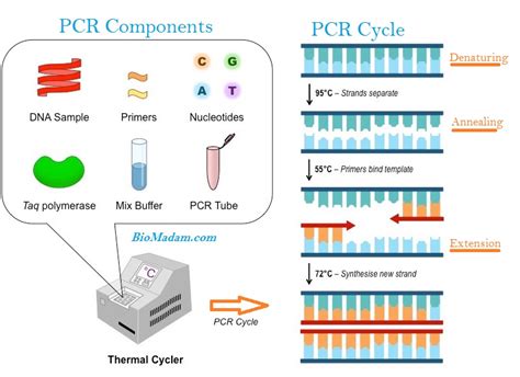 About Pcr Technique - IMAGESEE