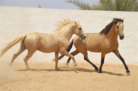 Nassim and Kalife | Horses, Beautiful horses, Palomino horse