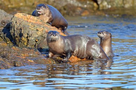 Otter family stock photo. Image of buddy, lutra, cubs - 5342820