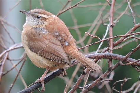 Capital Naturalist by Alonso Abugattas: Carolina Wren