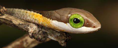 The boomslang snake s venom causes you to bleed from all holes of your ...