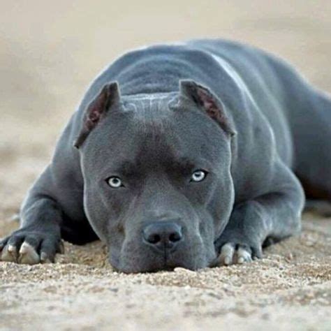 190 Junkyard Dog! ideas in 2021 | pitbull terrier, beautiful dogs, dogs