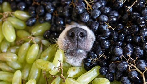 Grapes for Dogs 101: Can Dogs Eat Grapes and What's the Danger?