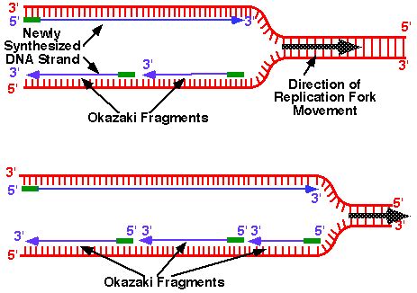 Image result for dna replication fork diagram | Dna replication, Dna polymerase, Dna