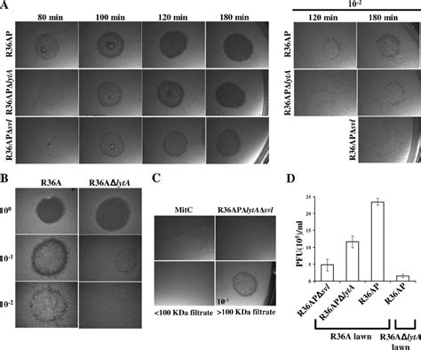 Participation of bacterial and phage lysins in phage release. (A) Phage ...