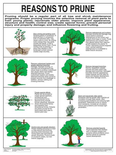 prune now while your trees and bushes are asleep. this will encourage new growth and for fruit ...