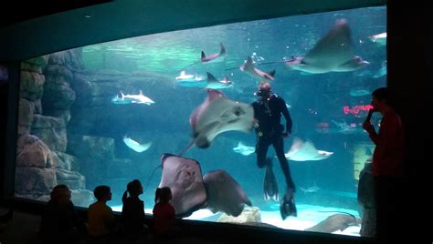 Ripley’s Aquarium of the Smokies | Gatlinburg Aquarium Tickets