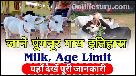 Punganur Cow 2024: पुंगनूर गाय कहां से खरीदें – पुंगनूर गाय इतिहास, Milk, Age Limit, Price And ...