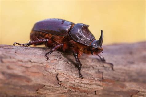 The Strange and Exciting Life of Rhinoceros Beetles – Animal Encyclopedia