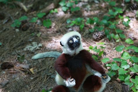 Go Into the Wild at Duke Lemur Center - Chapel Hill Magazine