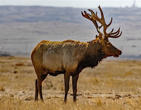 Flickriver: Photoset 'California: Tule Elk State Natural Reserve' by wyojones