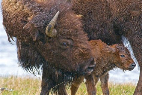 Help Stop Yellowstone Bison Slaughter