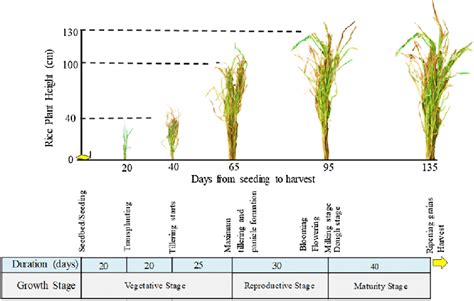 Growth stages and durations of the rice crop (modified/redrawn by ...