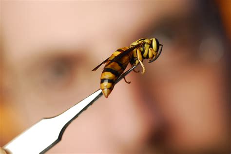 How to Capture Yellow Jackets (and Not Get Stung)- All Images | NSF - National Science Foundation